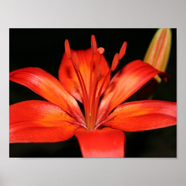 Póster Poster Red y Naranja Asiática Lily Closeup (Frente)