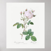 POSTER : REDOUTÉ: ROSA DE BASURA BLANCA