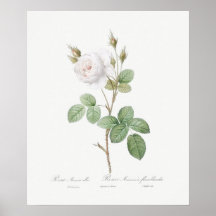 POSTER : REDOUTÉ : ROSA DE MOSS BLANCO