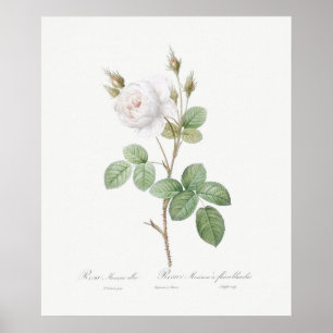 PÓSTER PÓSTER: REDOUTÉ : ROSA DE MOSS BLANCO