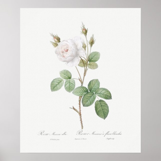 PÓSTER POSTER : REDOUTÉ : ROSA DE MOSS BLANCO (Frente)