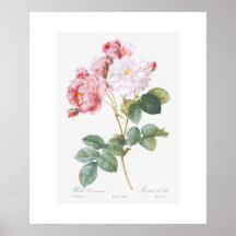 POSTER : REDOUTÉ : ROSEBUSH PINK