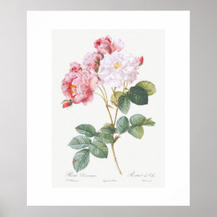 PÓSTER POSTER : REDOUTÉ : ROSEBUSH PINK