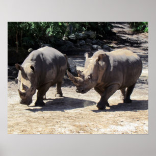 Póster Poster Rhino
