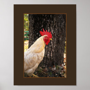 Póster Poster-Rhode Island White Rooster