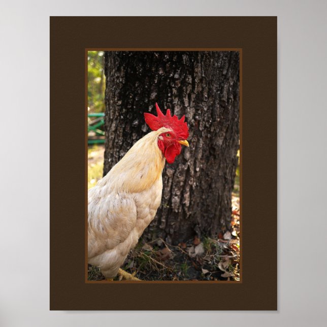 Póster Poster-Rhode Island White Rooster (Frente)