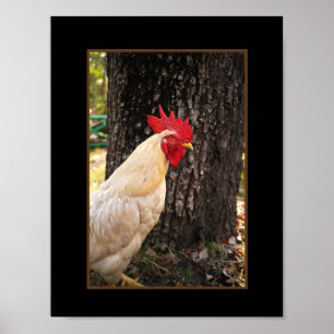 Póster Poster-Rhode Island White Rooster