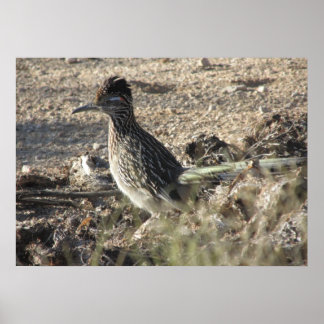 Póster Poster Roadrunner