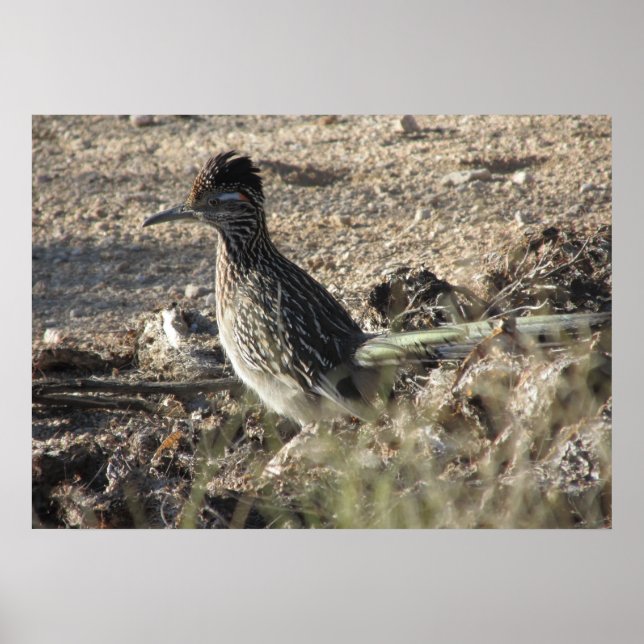 Póster Poster Roadrunner (Frente)