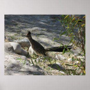 Póster Poster Roadrunner