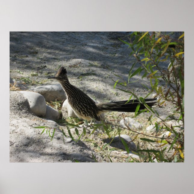 Póster Poster Roadrunner (Frente)