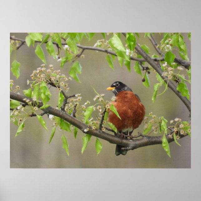Póster Poster Robin y Spring Blossoms de Estados Unidos (Frente)