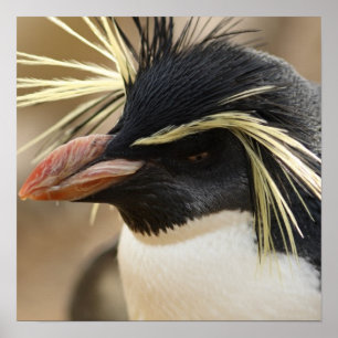 Póster Poster Rockhopper Penguin