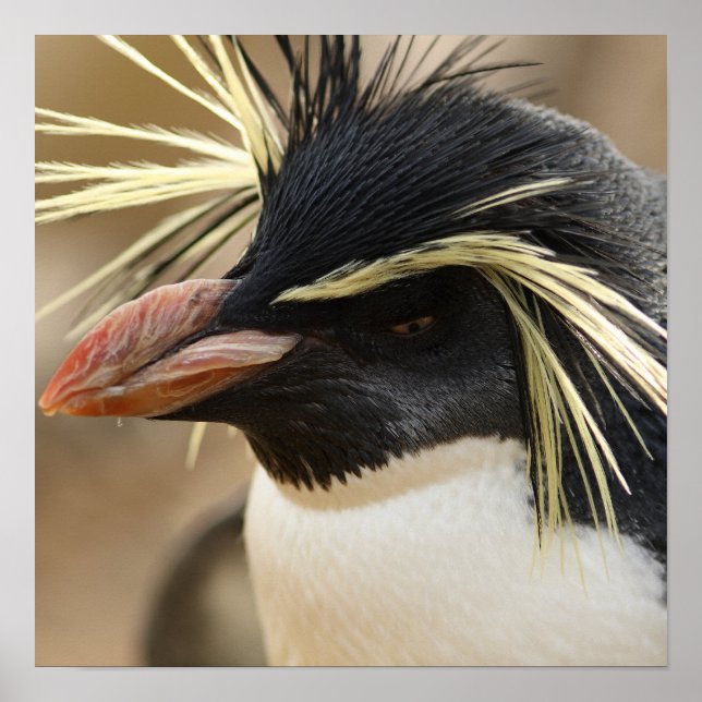 Póster Poster Rockhopper Penguin (Frente)