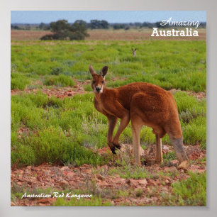 Póster Poster rojo australiano del canguro