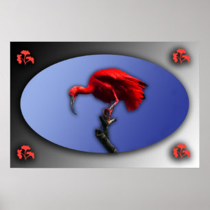 Póster Poster rojo de Ibis