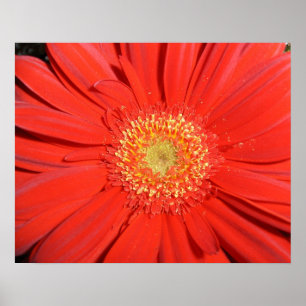 Póster Poster rojo de la margarita del Gerbera