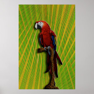 Póster Poster rojo del loro
