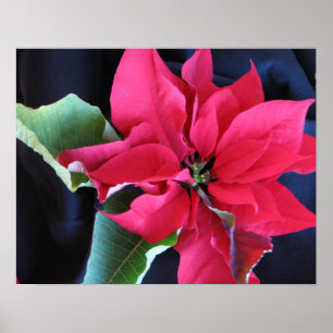 Póster Poster rojo del Poinsettia