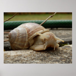 Póster Poster romano del caracol