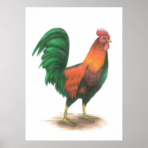 Póster Poster Rooster