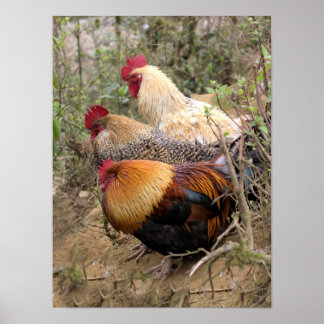 Póster POSTER Roosters