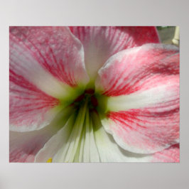 Póster Poster Rosa Amaryllis para encuadernación