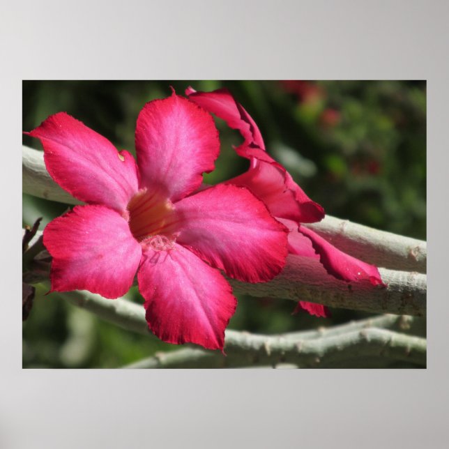 Póster Poster Rosa del desierto (Frente)