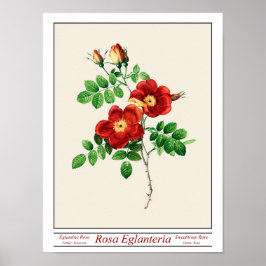 Póster Poster Rosa Eglanteria Beige