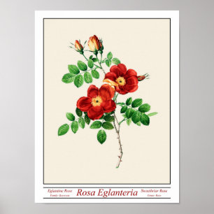 Póster Poster Rosa Eglanteria Beige
