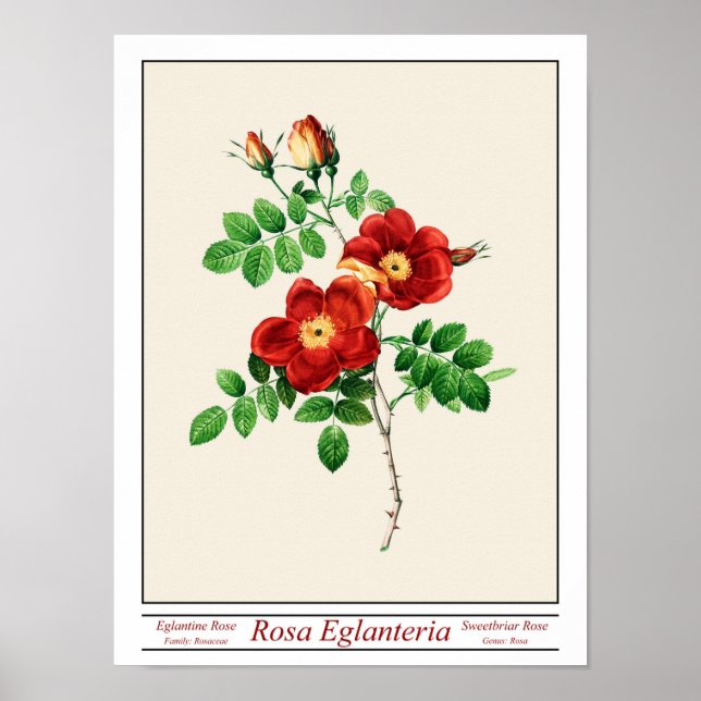 Póster Poster Rosa Eglanteria Beige (Frente)