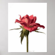 Poster Rosa floral elegante