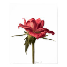 Poster Rosa floral elegante
