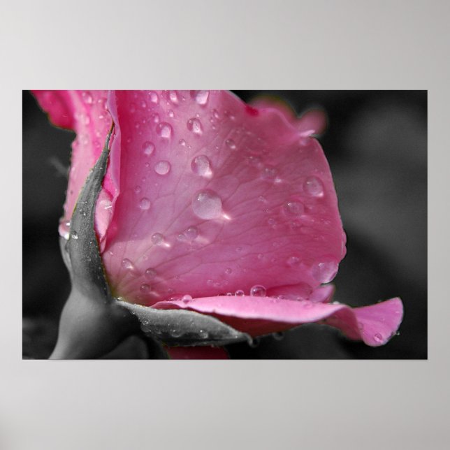 Póster Poster Rosa II (Frente)