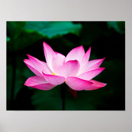 Póster Poster Rosa Lotus