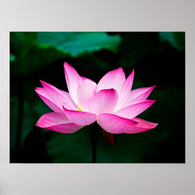Póster Poster Rosa Lotus (Frente)