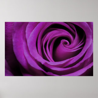 Póster Poster Rosa morado