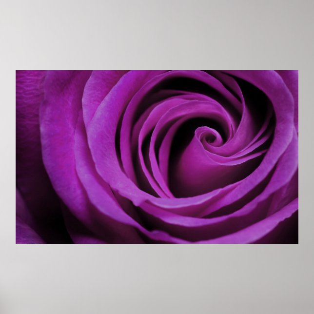 Póster Poster Rosa morado (Frente)