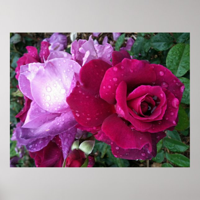 Póster Poster Rosa morado (Frente)