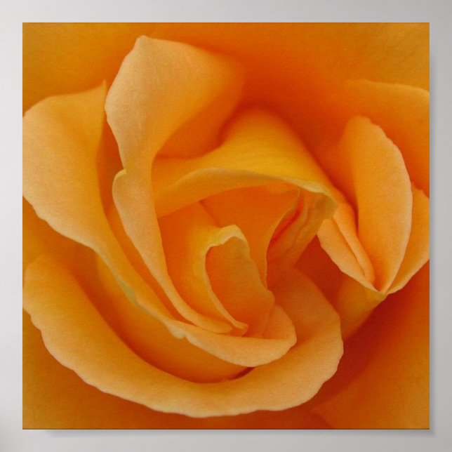 Póster Poster Rosa naranja (Frente)