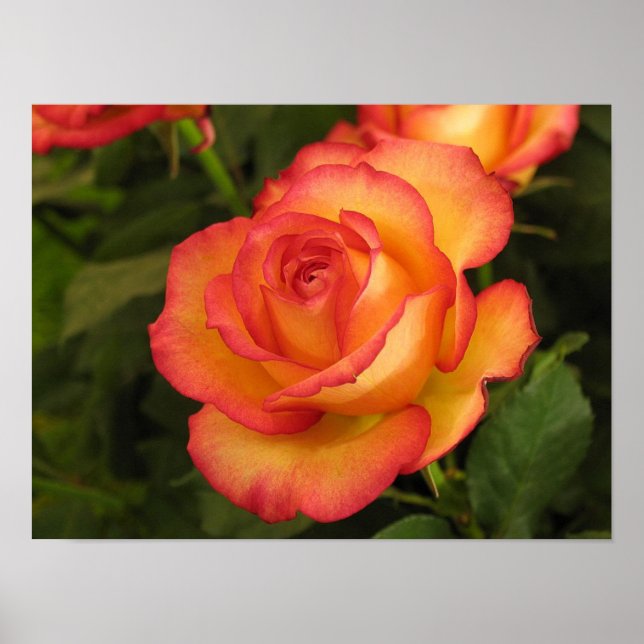 Póster Poster Rosa naranja (Frente)