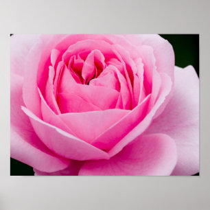 Póster Poster Rosa Pastel