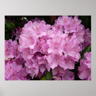 Póster Poster Rosa Rhododendron
