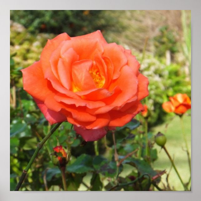 Póster Poster Rosa Roja (Frente)