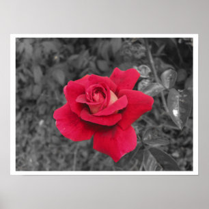 Póster Poster Rosa Roja Blanca Negra