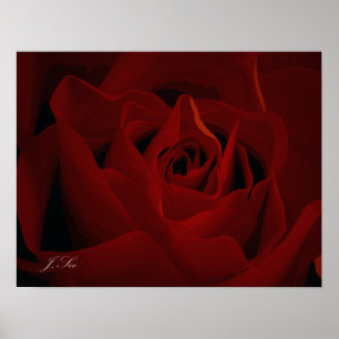 Póster Poster Rosa Roja Profunda