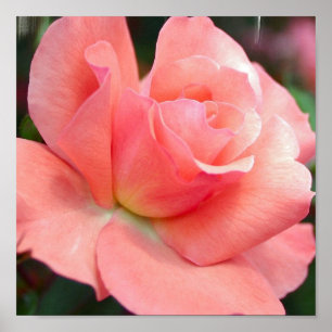 Póster Poster Rosa Rosa Rosa