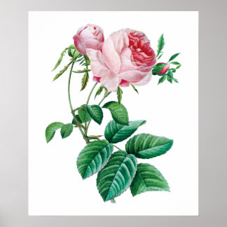 Póster Poster rosa rosado