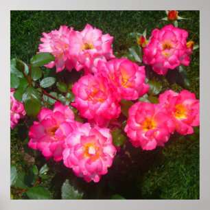 Póster Poster Rosa rosado caliente