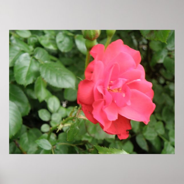 Póster Poster Rosa silvestre (Frente)